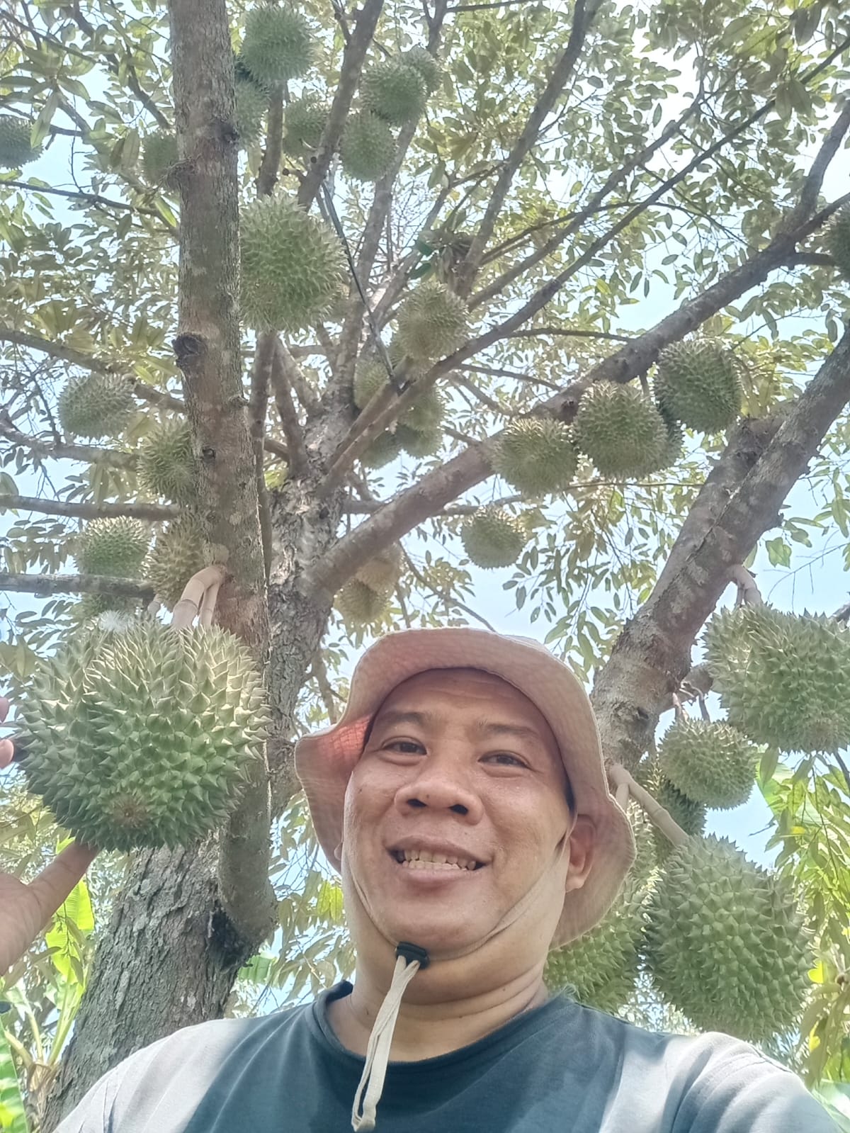 Buah Durian Segar Petik Langsung