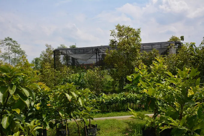 Kebun Durian Sentra Tegal