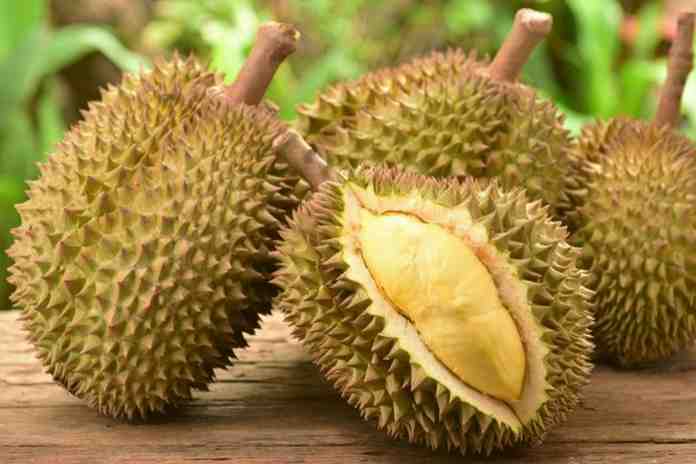 Durian Bawor Tegal