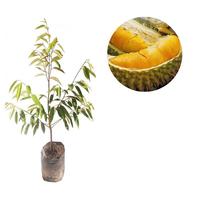Bibit Durian Montong