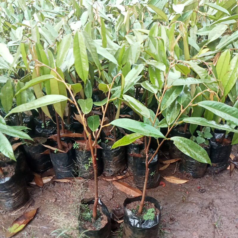 Bibit Durian Bawor