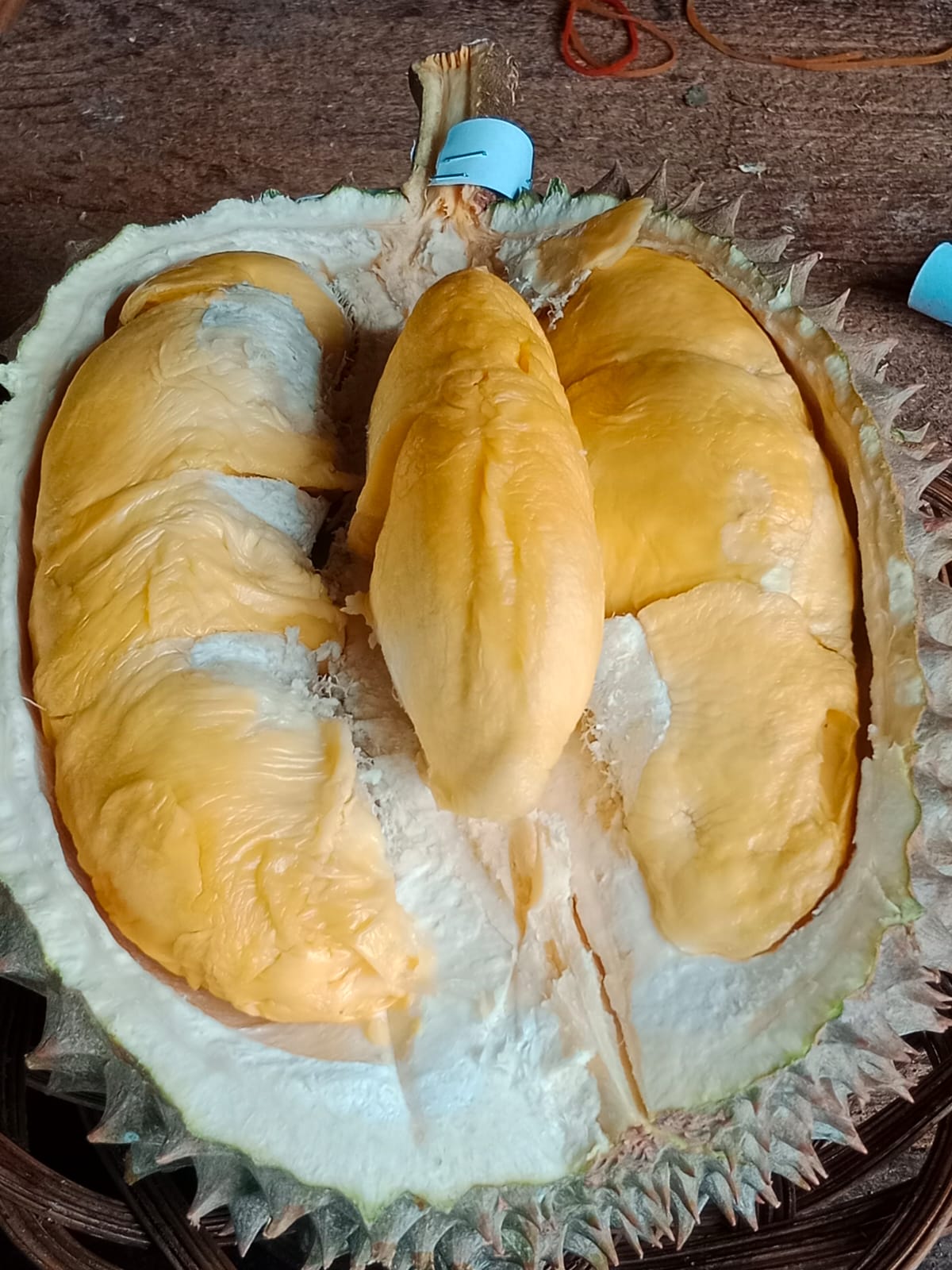 Durian Bawor Tegal